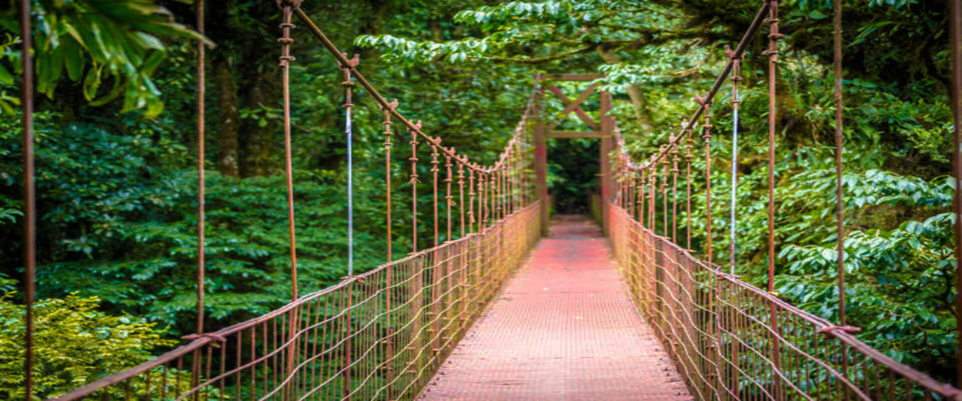 Caminata por los puentes colgantes del Parque Místico | Costa Rica Jade Tours