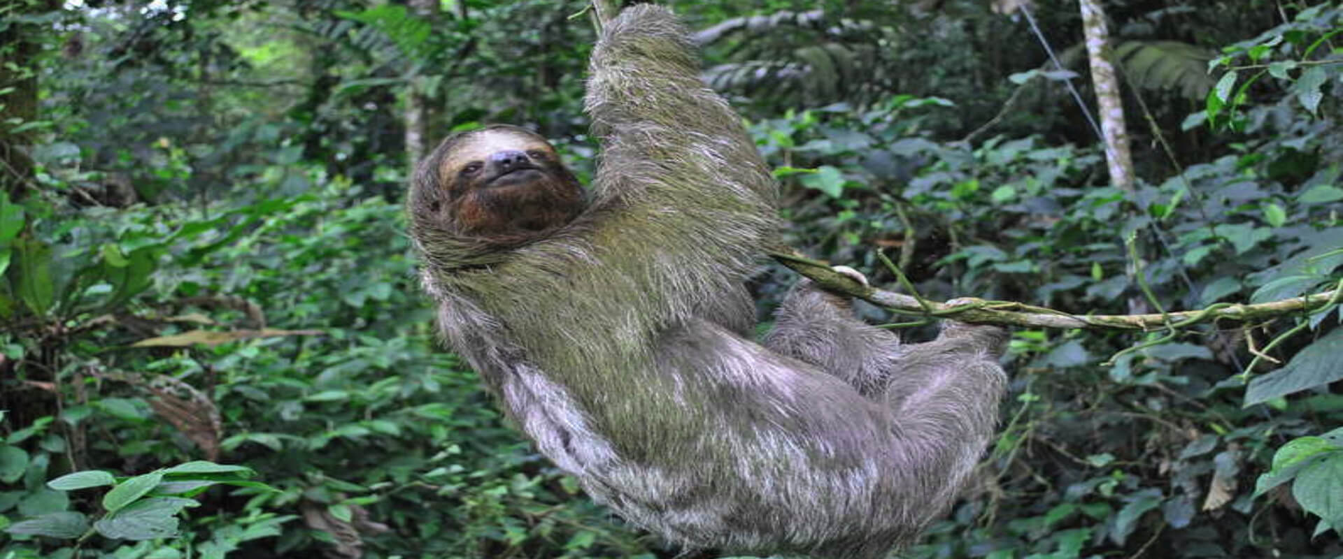 Caminata por los puentes colgantes del Parque Místico | Costa Rica Jade Tours