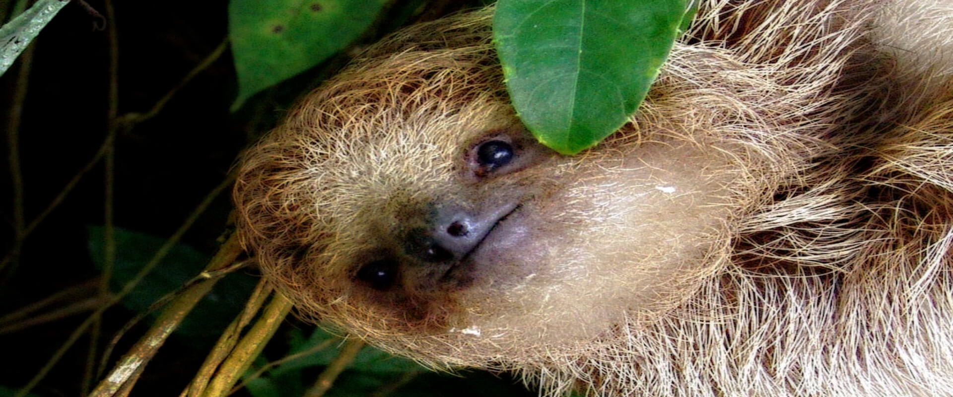 Caminata nocturna guiada Arenal Natura | Costa Rica Jade Tours