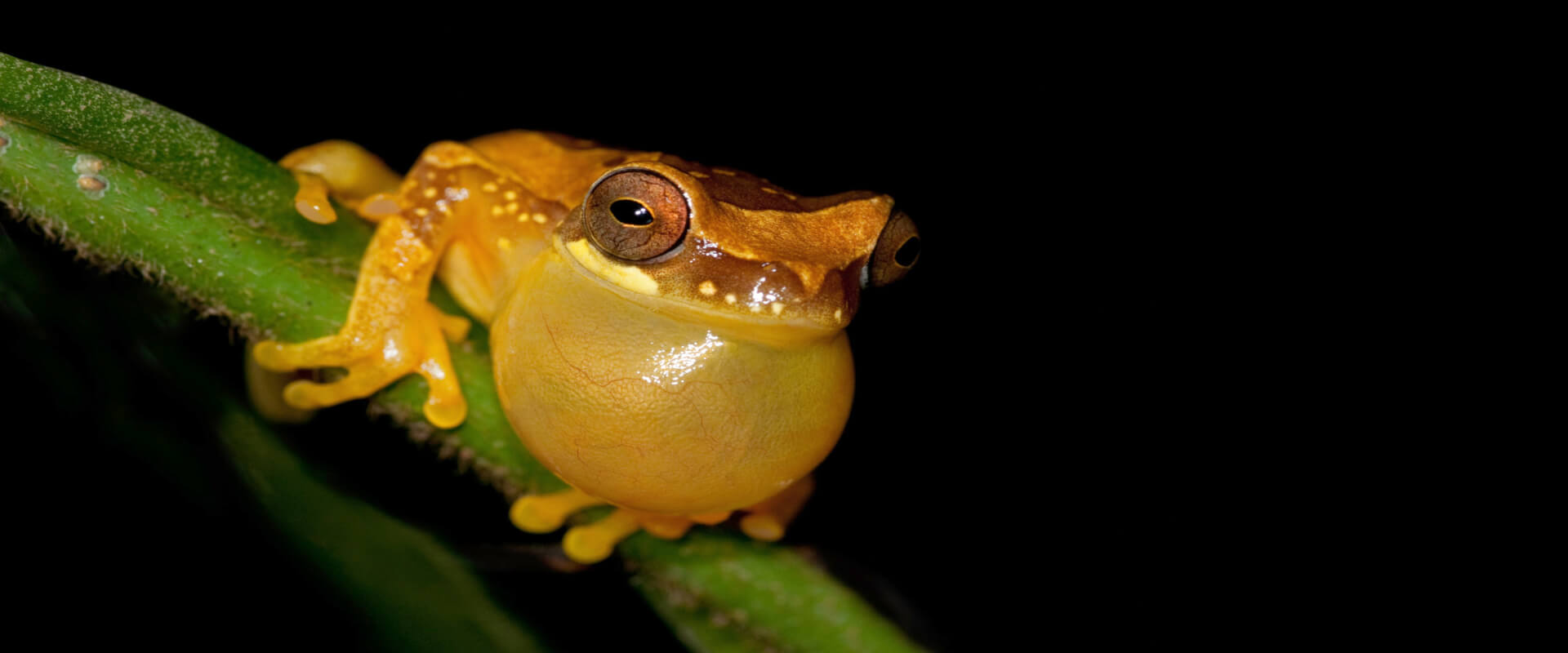 Caminata nocturna guiada Arenal Natura | Costa Rica Jade Tours