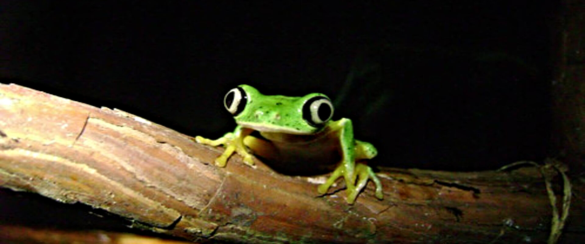 Caminata nocturna guiada Arenal Natura | Costa Rica Jade Tours