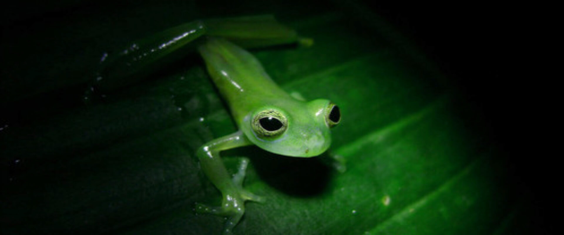 Arenal Natura Guided Night Walk | Costa Rica Jade Tours