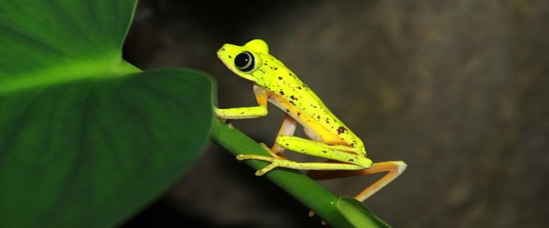 Caminata nocturna guiada Arenal Natura | Costa Rica Jade Tours