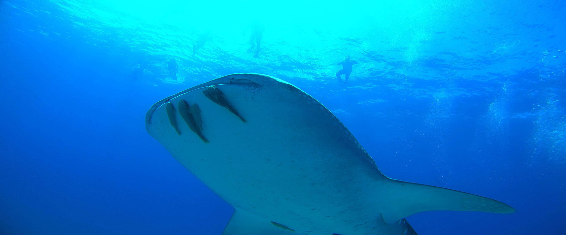 Buceo en la Isla del Caño en Bahía Drake | Costa Rica Jade Tours