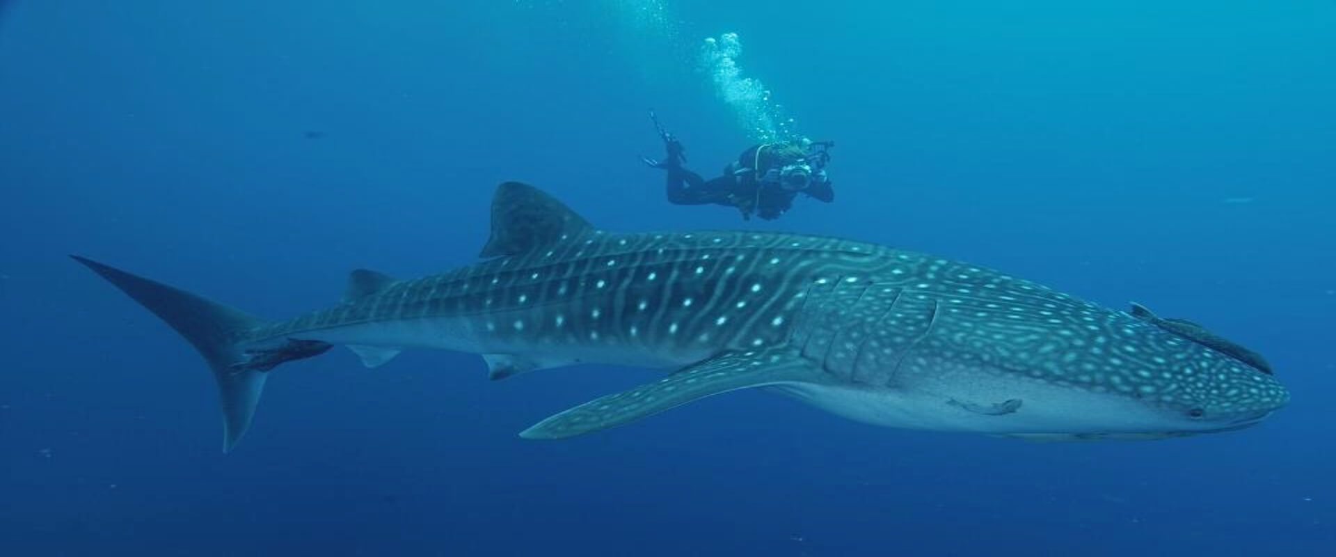 Buceo en la Isla del Caño en Bahía Drake | Costa Rica Jade Tours