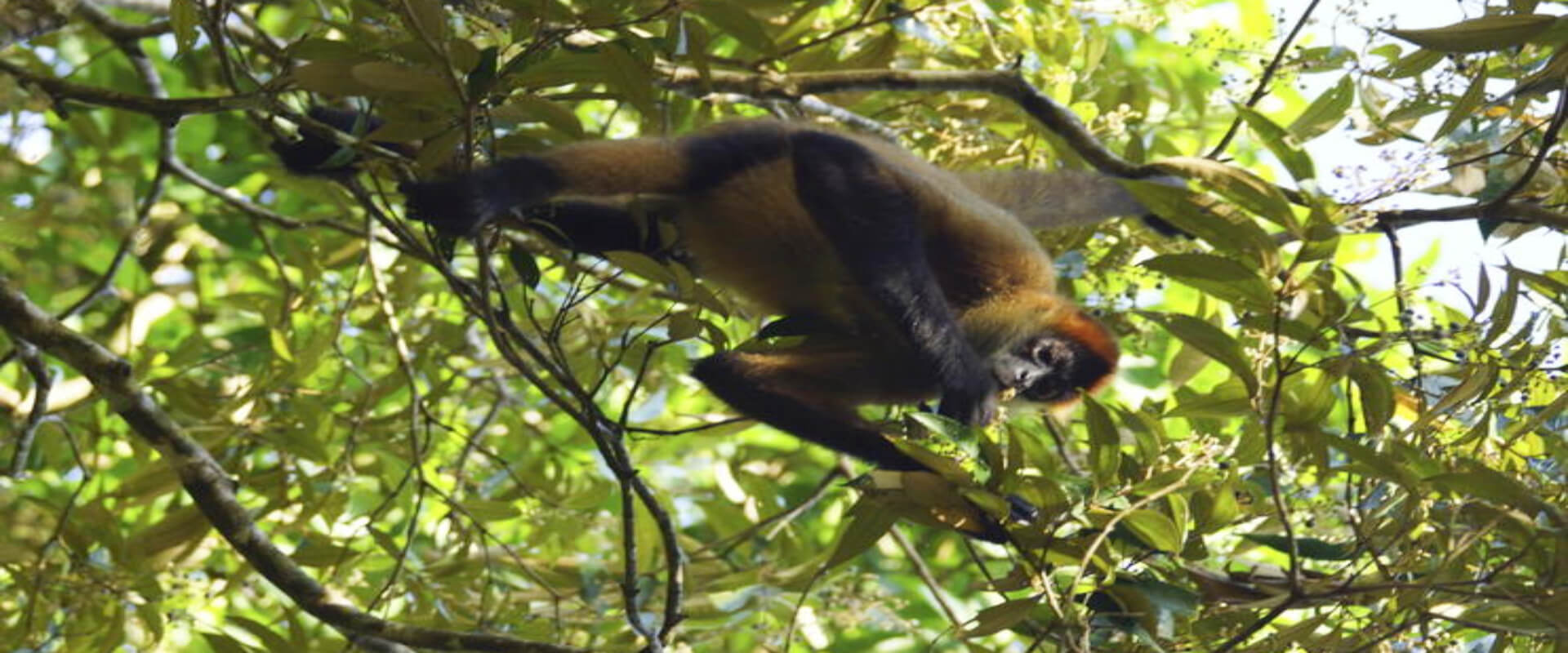 Caño Negro Wildlife Refuge Boat Tour Rio Frio | Costa Rica Jade Tours