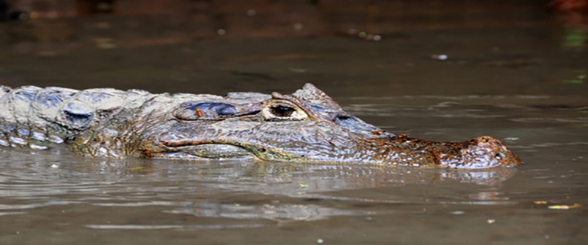 Caño Negro Wildlife Refuge Boat Tour Rio Frio | Costa Rica Jade Tours