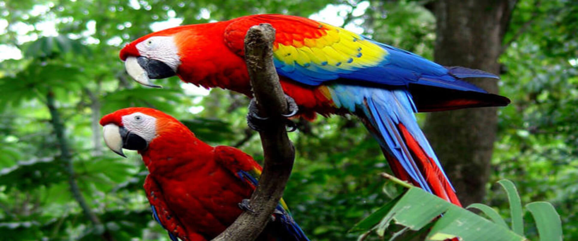 Carara National Park Tour | Costa Rica Jade Tours