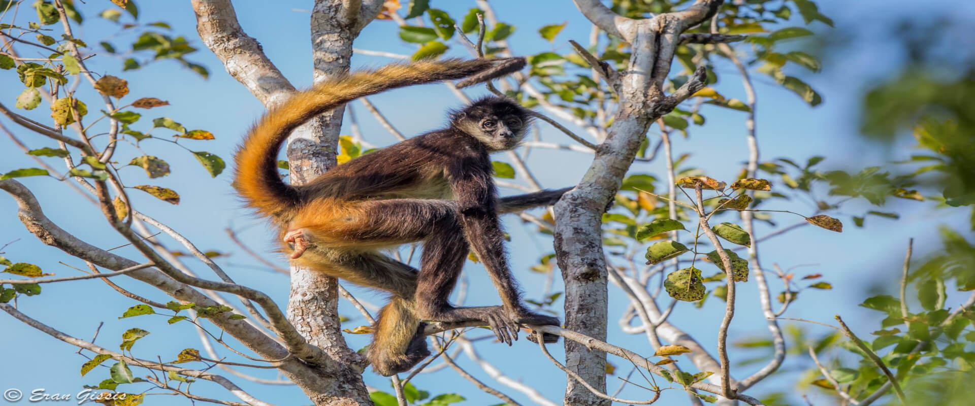 Day Trip Corcovado National Park Sirena Station | Costa Rica Jade Tours