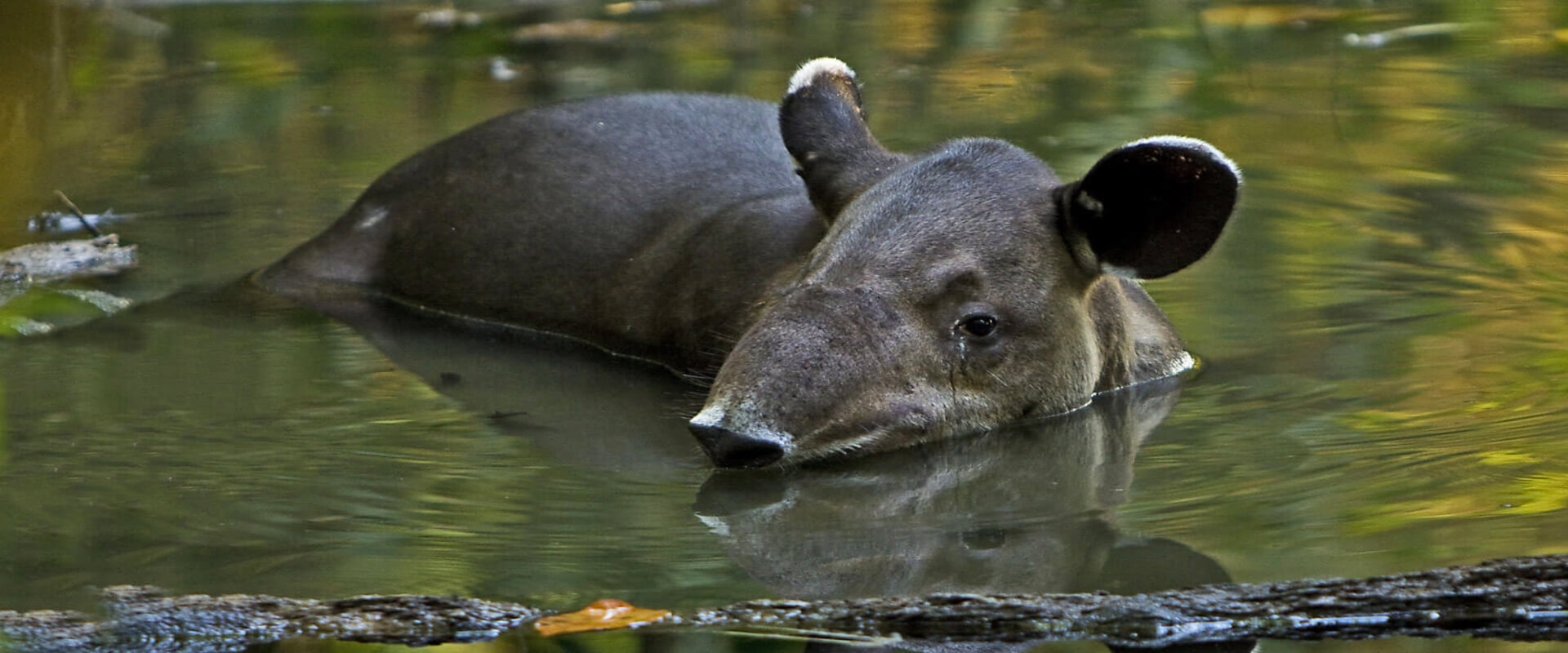 Day Trip Corcovado National Park Sirena Station | Costa Rica Jade Tours