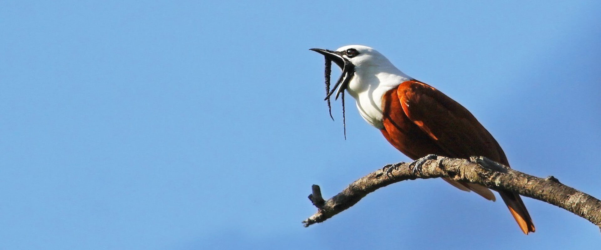 Observación de aves Curicancha | Costa Rica Jade Tours