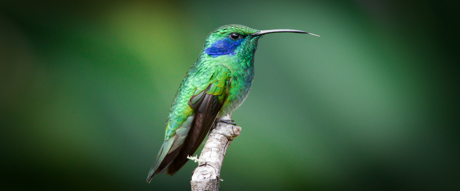 Observación de aves Curicancha | Costa Rica Jade Tours