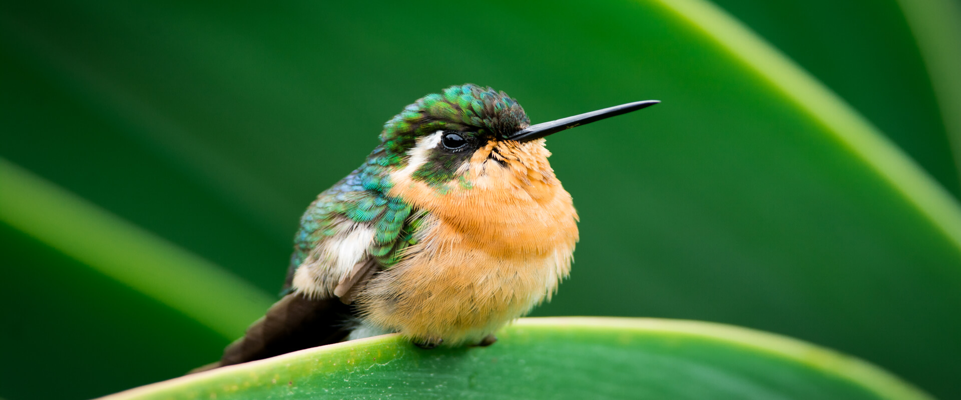 Observación de aves Curicancha | Costa Rica Jade Tours