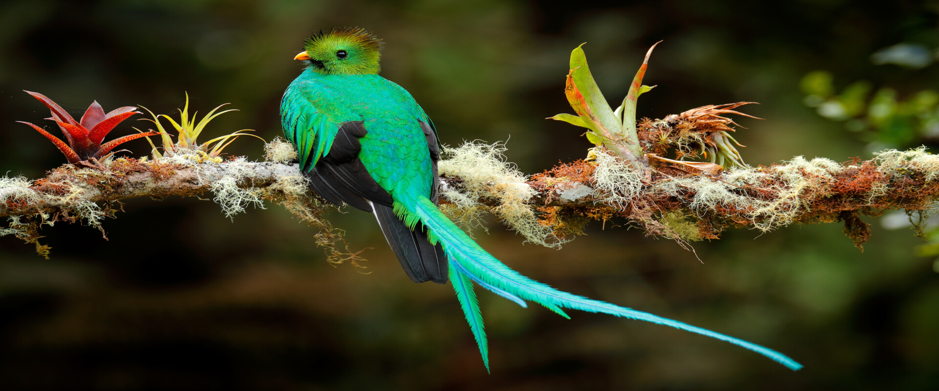 Observación de aves Curicancha | Costa Rica Jade Tours