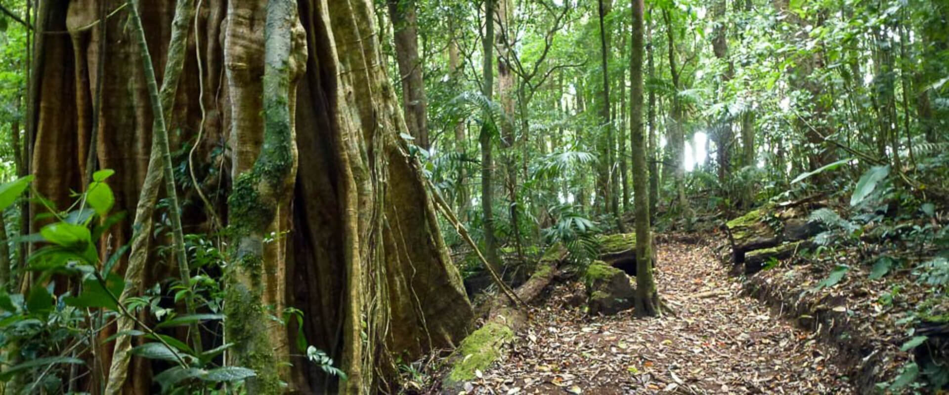 Reserva Natural Curi-Cancha | Costa Rica Jade Tours