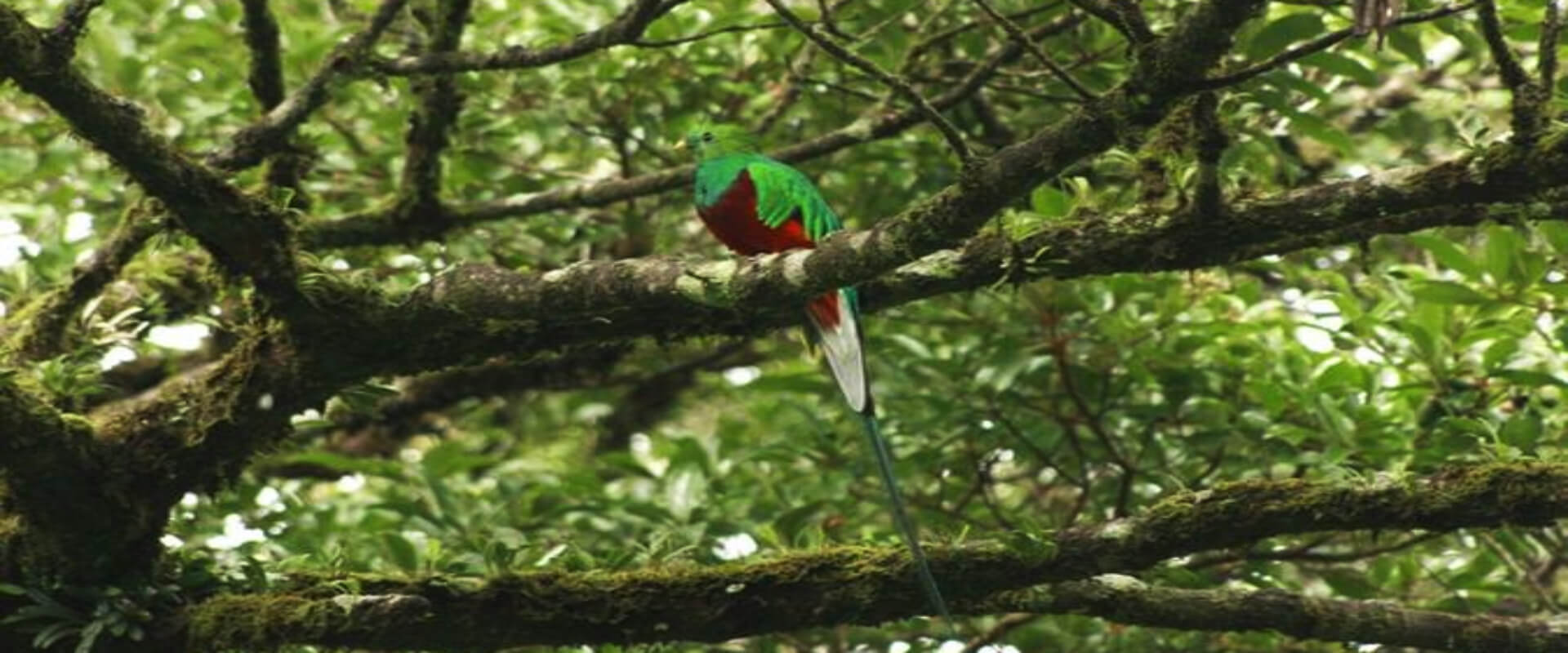 Reserva Natural Curi-Cancha | Costa Rica Jade Tours