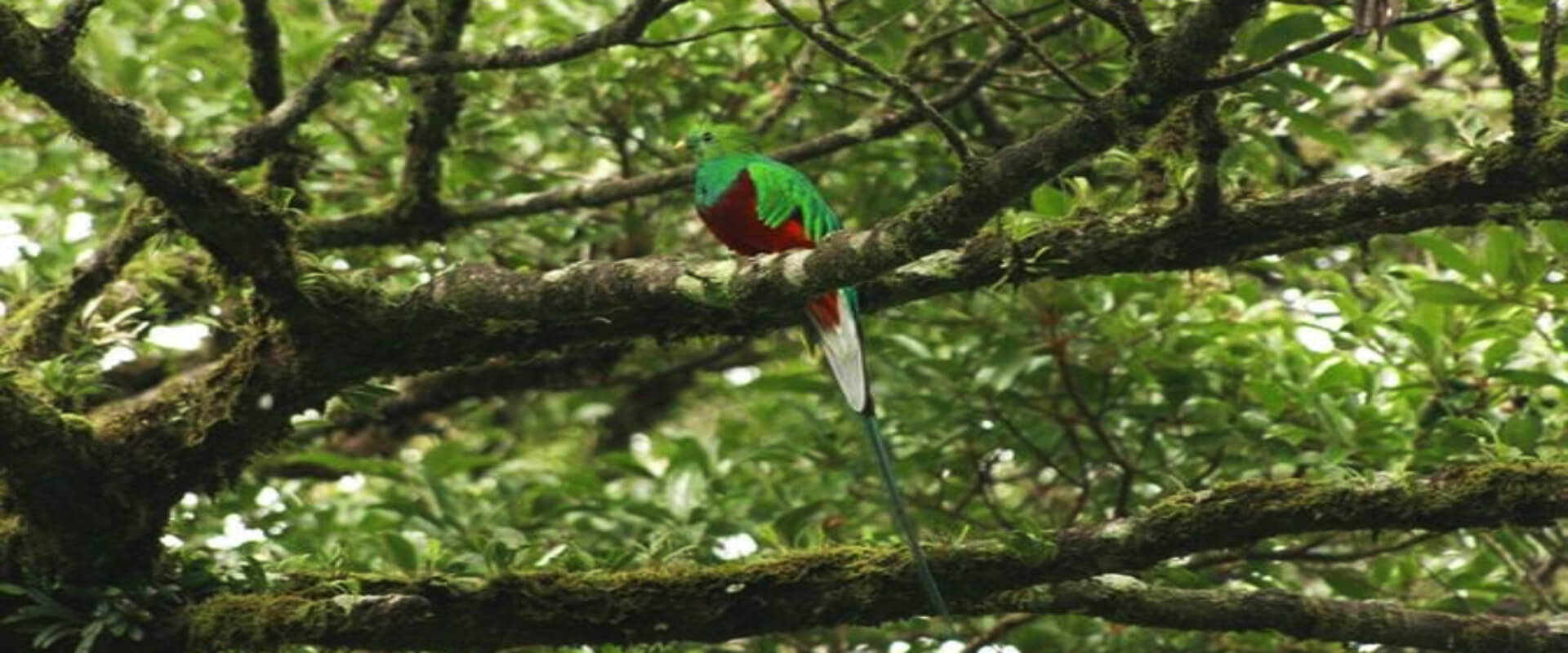 Curi-Cancha Nature Tour | Costa Rica Jade Tours