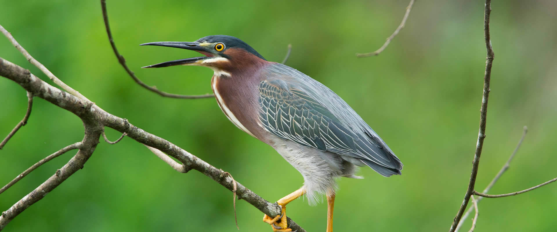 Damas Estuary Boat Tour | Costa Rica Jade Tours