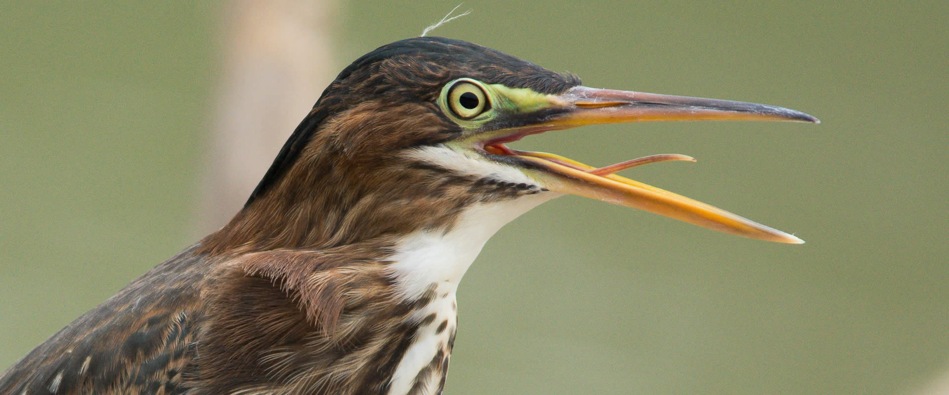 Damas Estuary Boat Tour | Costa Rica Jade Tours