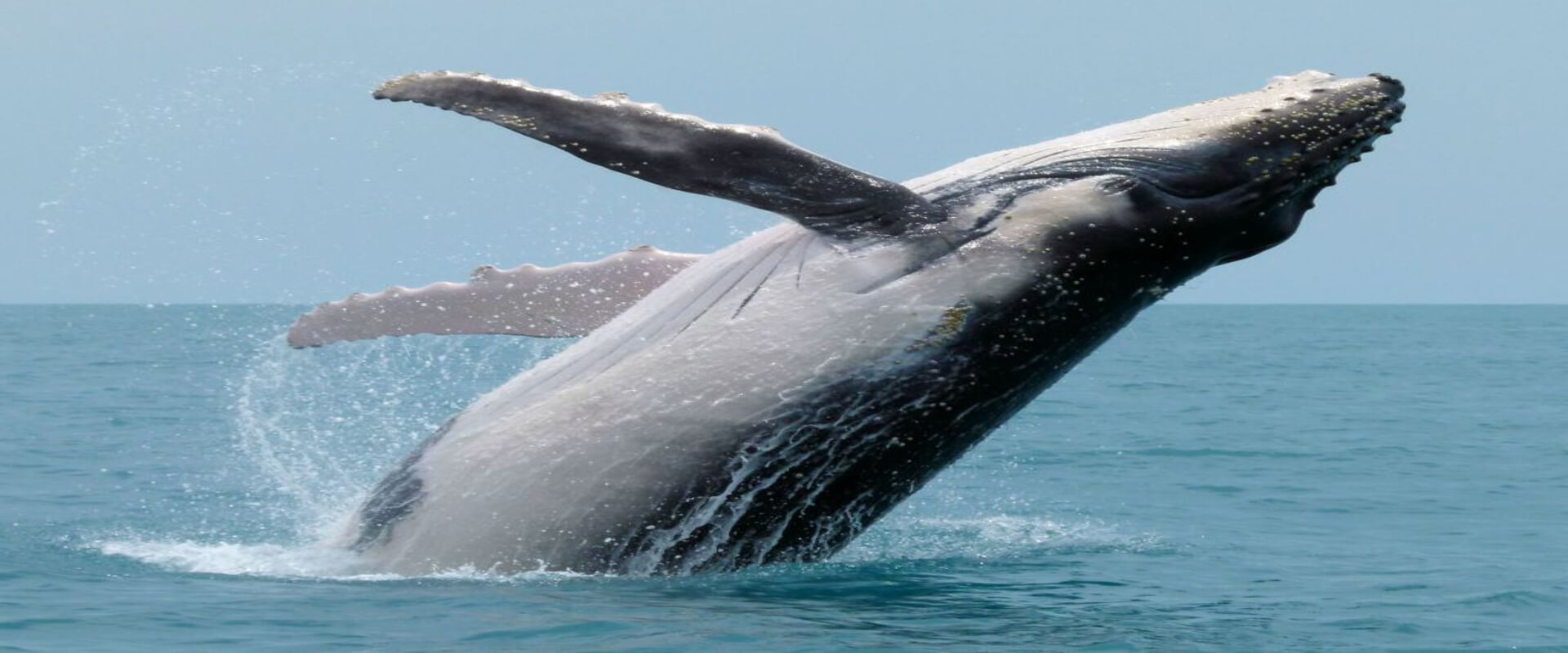 Tour de avistamiento de delfines y ballenas en Bahía Drake | Costa Rica Jade Tours