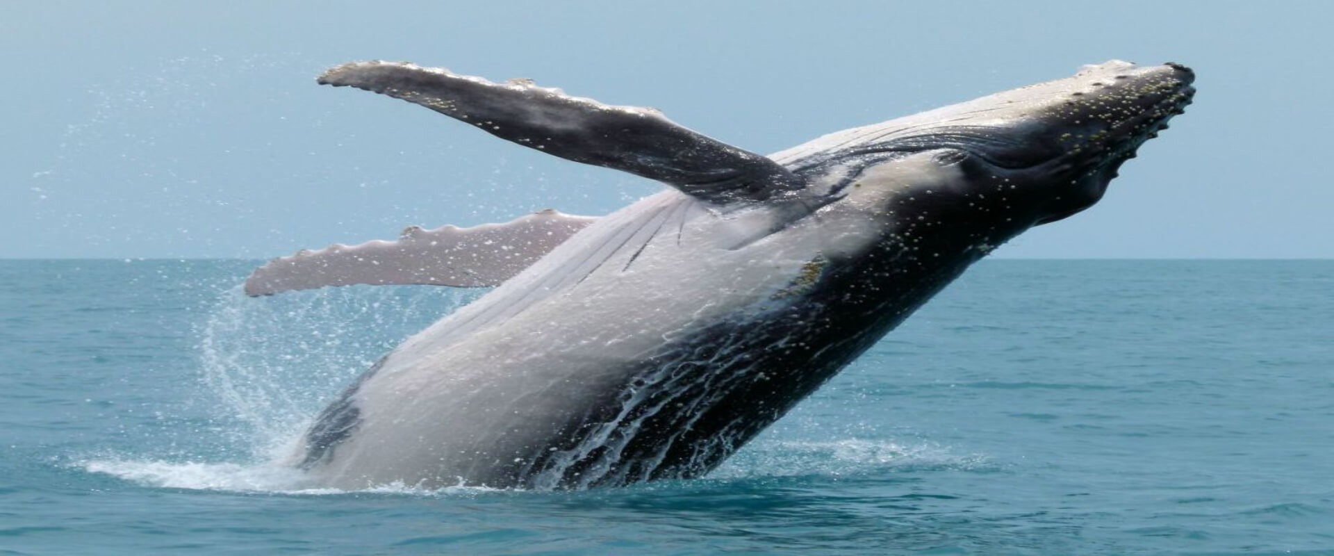 Dolphin and Whale Watching Tour | Costa Rica Jade Tours