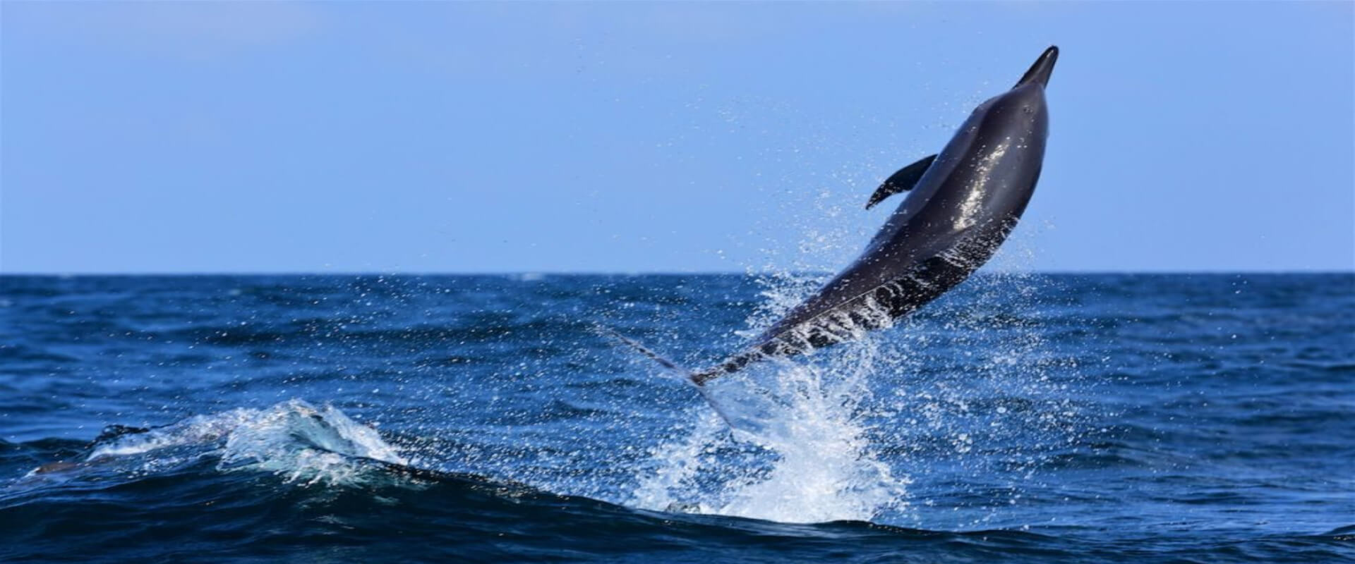 Tour de avistamiento de delfines y ballenas en Bahía Drake | Costa Rica Jade Tours