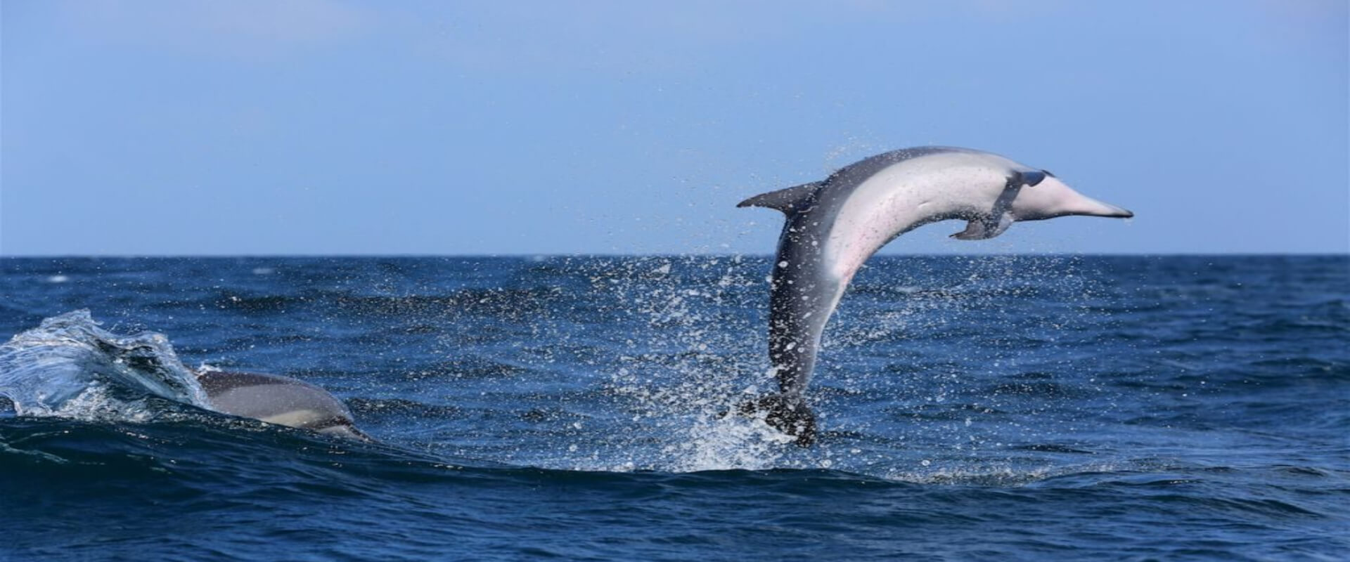 Tour de avistamiento de delfines y ballenas en Bahía Drake | Costa Rica Jade Tours