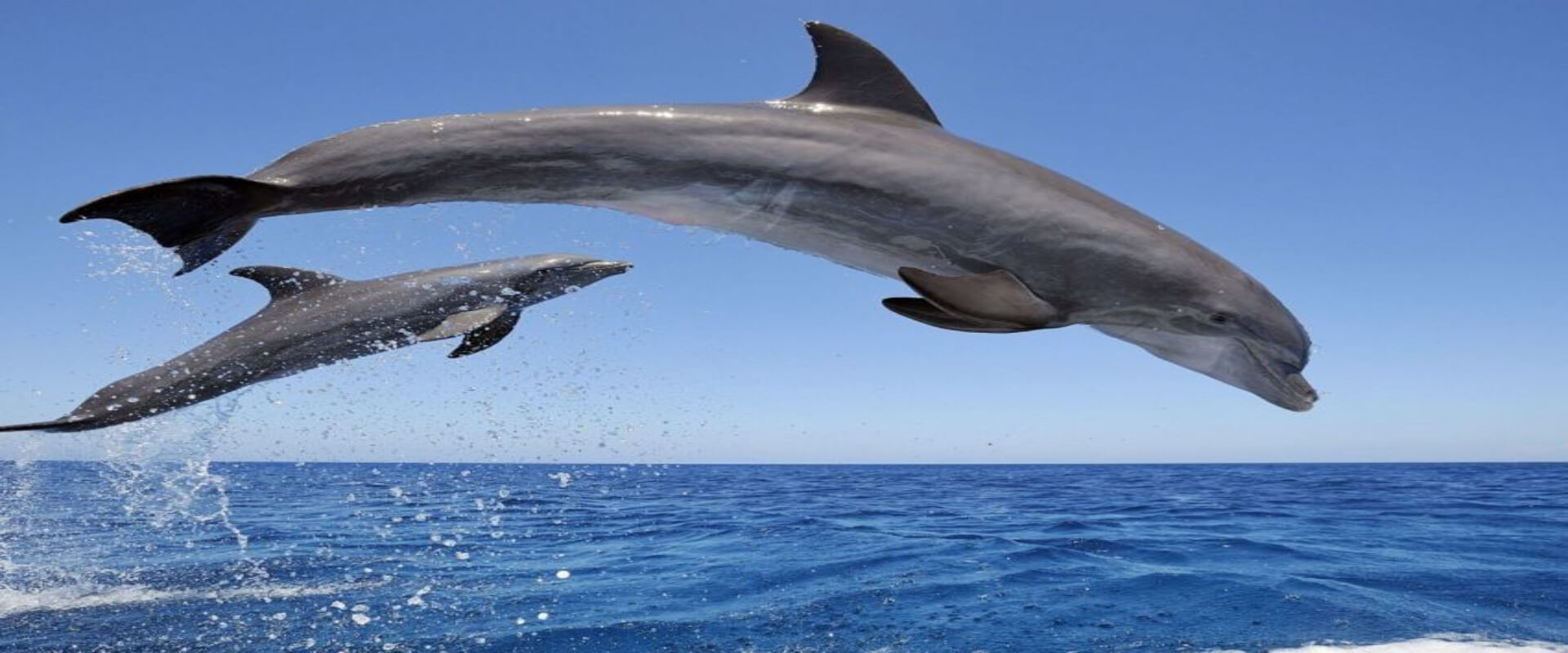 Dolphin and Whale Watching Tour | Costa Rica Jade Tours