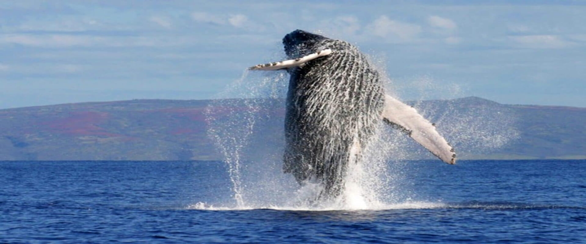 Dolphin and Whale Watching Tour | Costa Rica Jade Tours