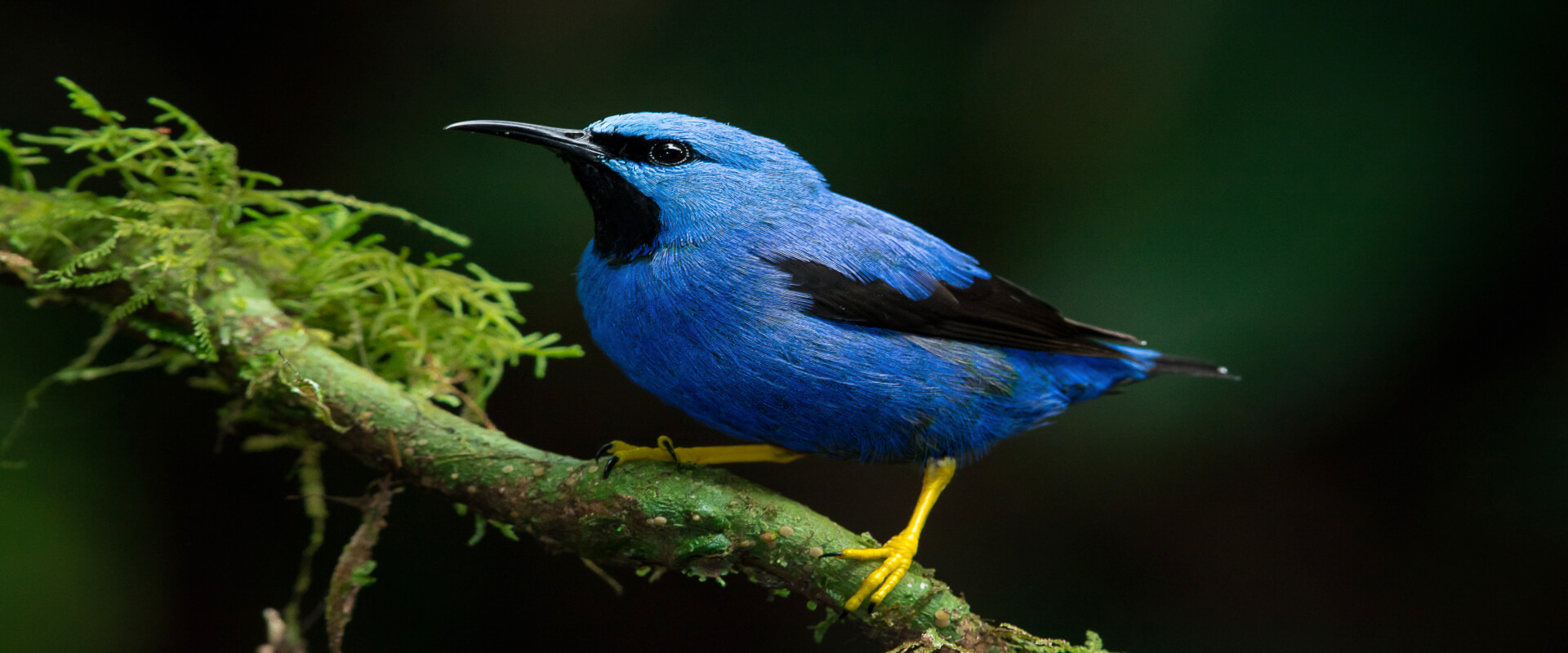 Tour de observación de aves en Bahía Drake | Costa Rica Jade Tours