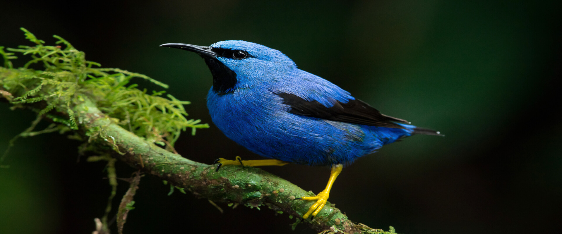 Drake Bay Bird Watching Tour | Costa Rica Jade Tours