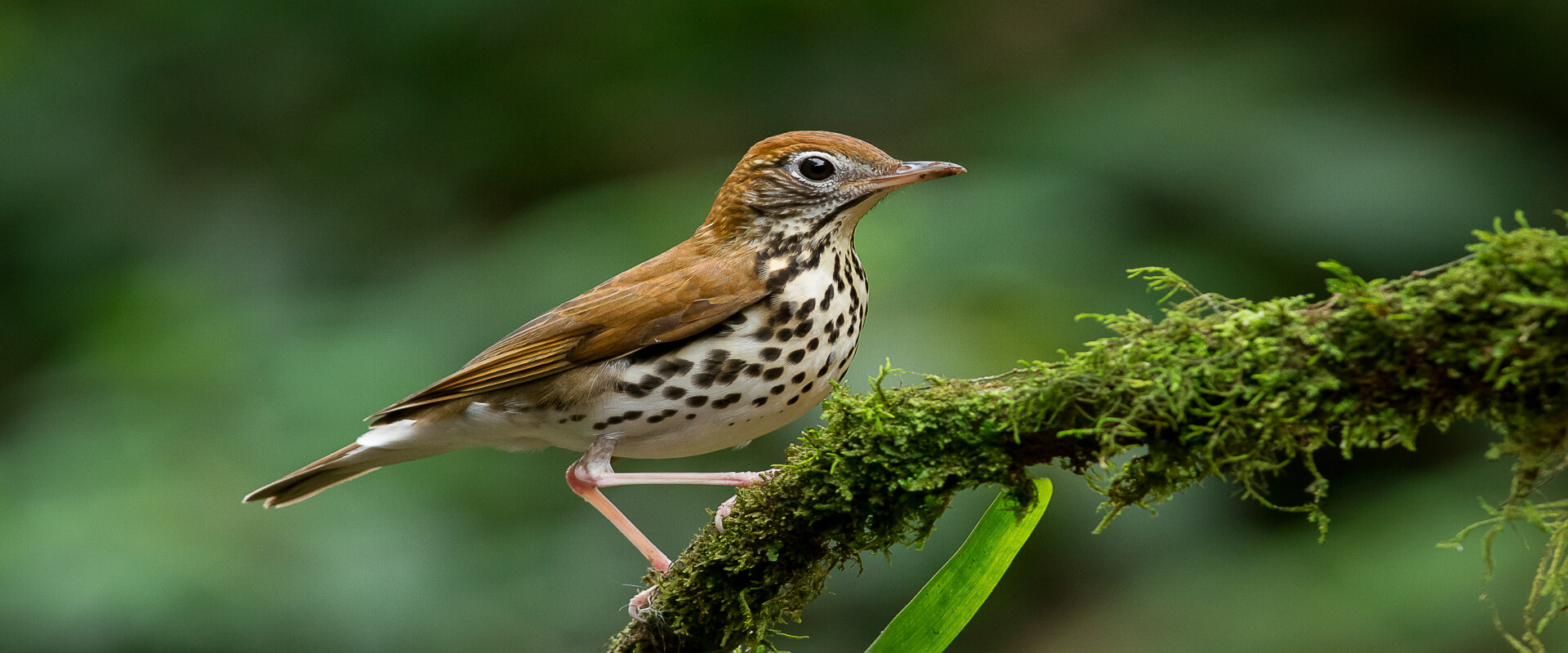 Tour de observación de aves en Bahía Drake | Costa Rica Jade Tours