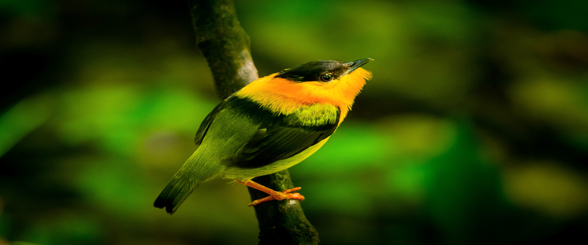 Tour de observación de aves en Bahía Drake | Costa Rica Jade Tours