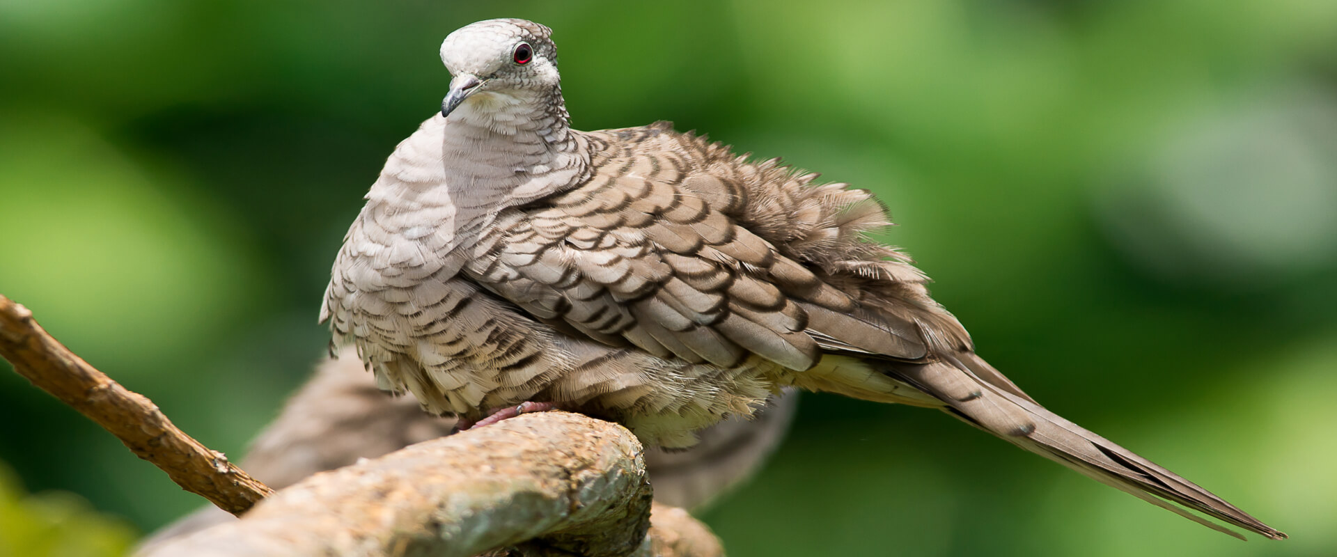 Tour de observación de aves en Bahía Drake | Costa Rica Jade Tours