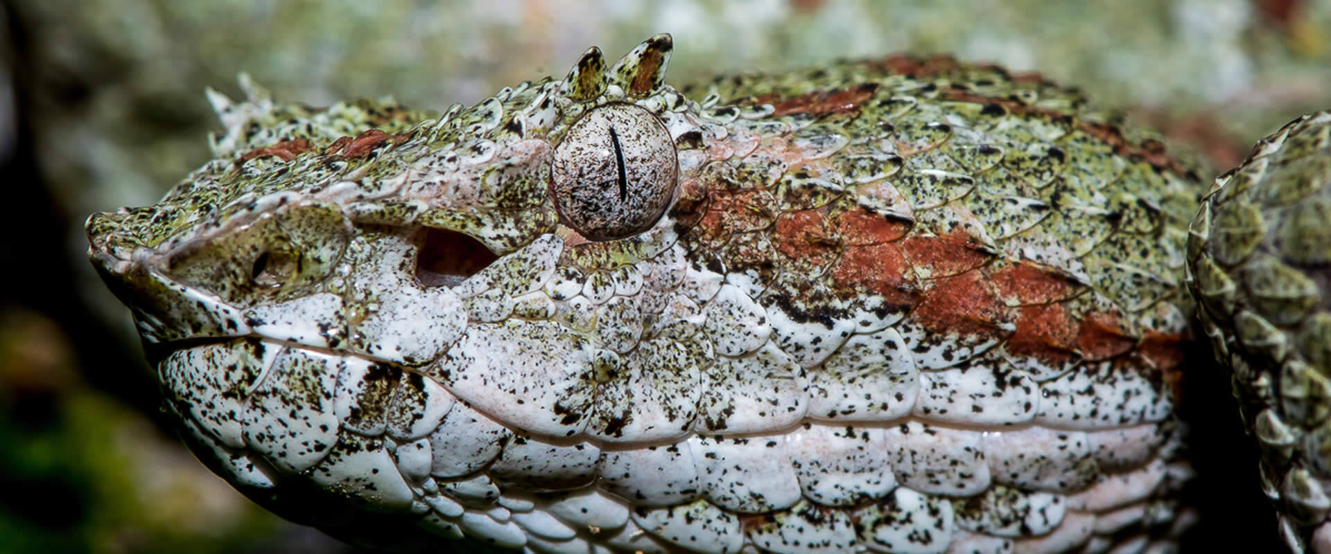 Caminata nocturna en Bahía Drake | Costa Rica Jade Tours