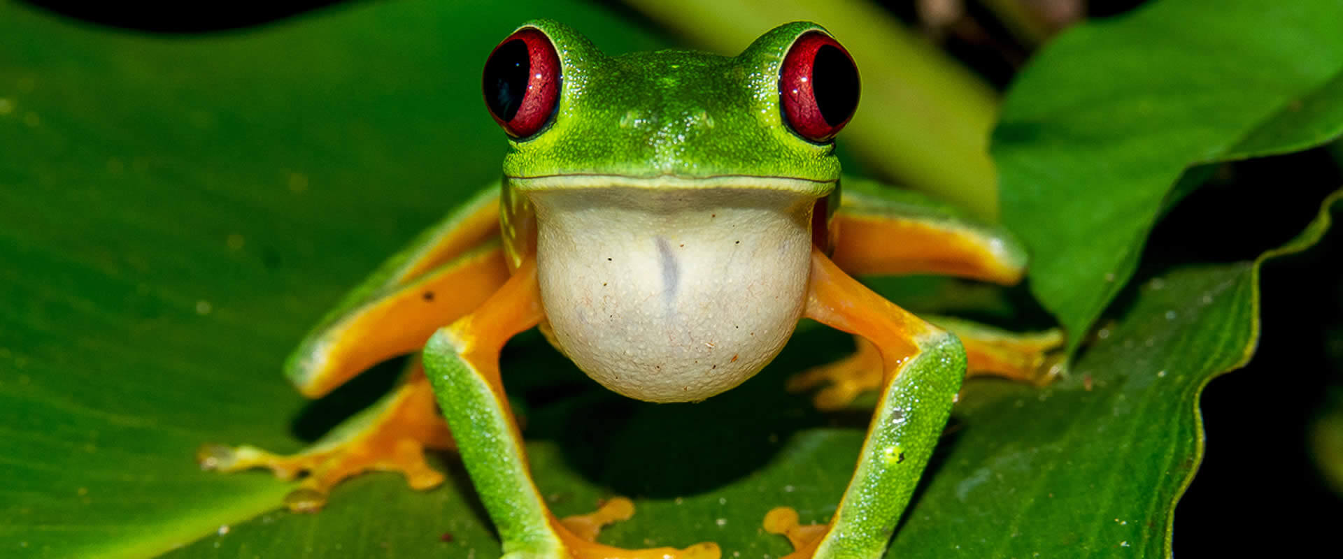 Caminata nocturna en Bahía Drake | Costa Rica Jade Tours