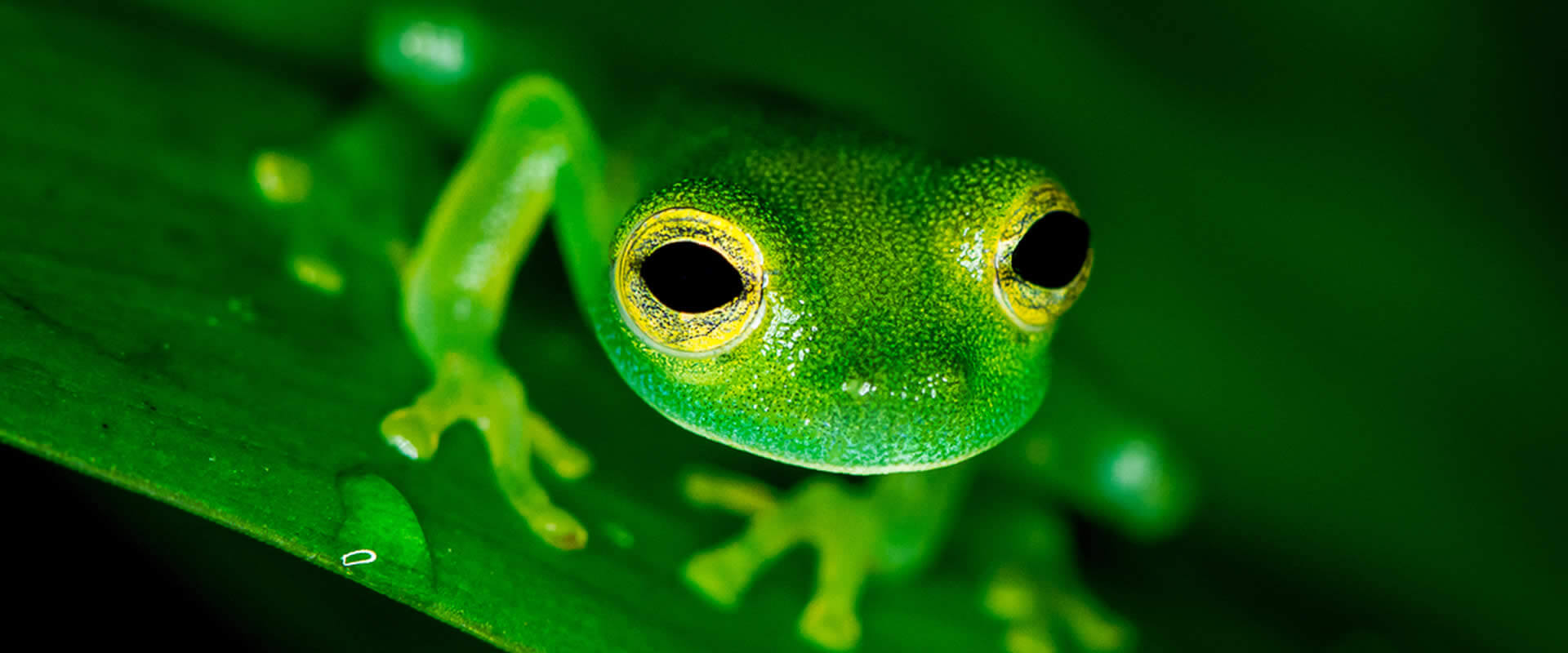 Caminata nocturna en Bahía Drake | Costa Rica Jade Tours