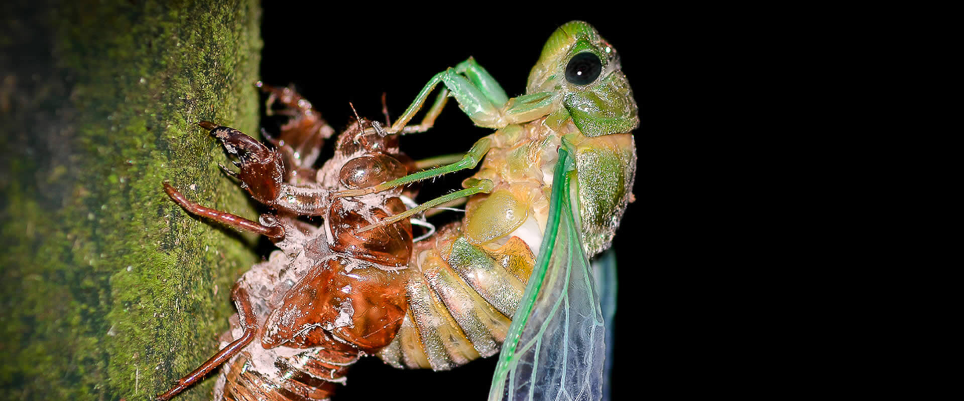 Caminata nocturna en Bahía Drake | Costa Rica Jade Tours