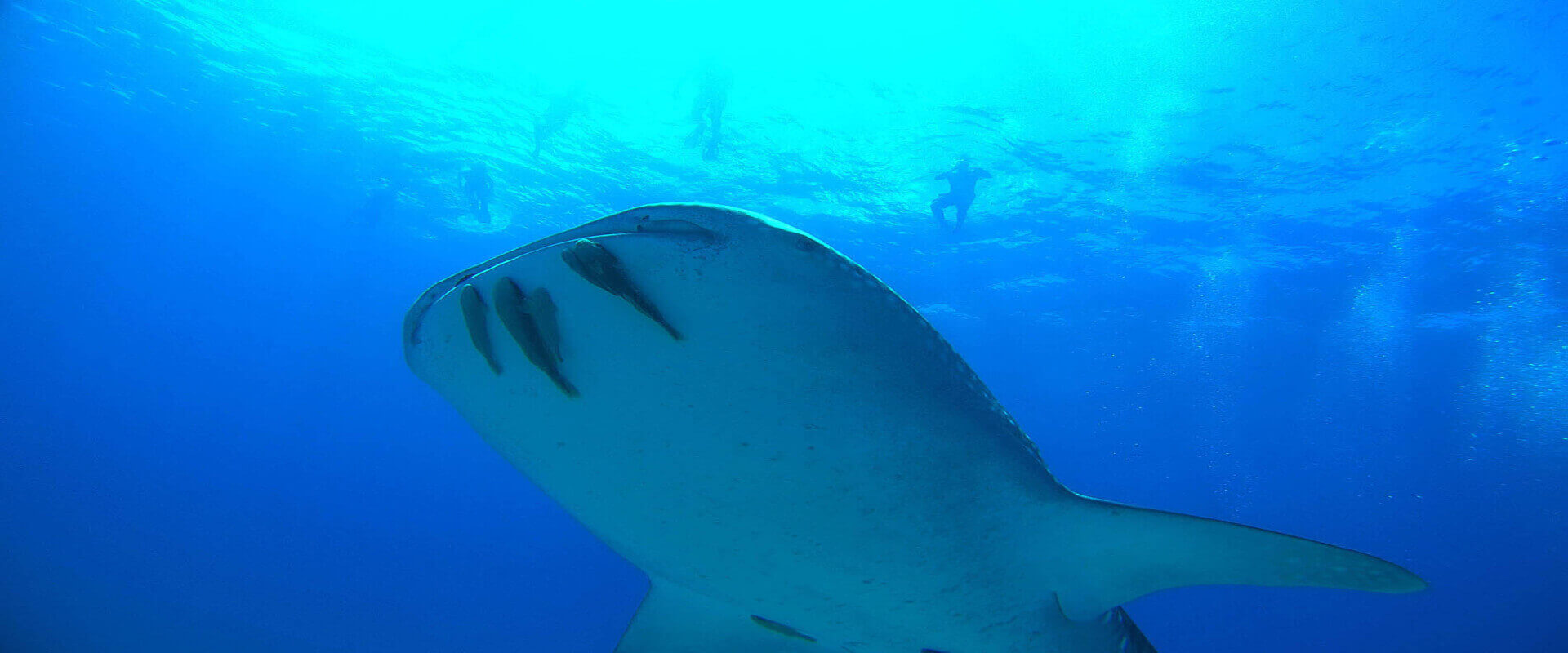 Buceo en Islas Catalina | Costa Rica Jade Tours