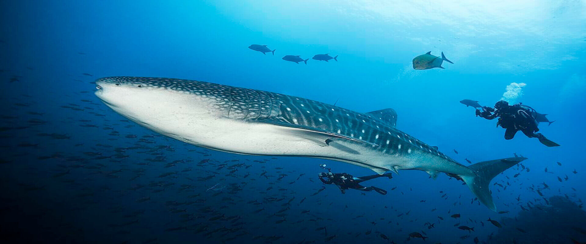 Buceo en Islas Catalina | Costa Rica Jade Tours