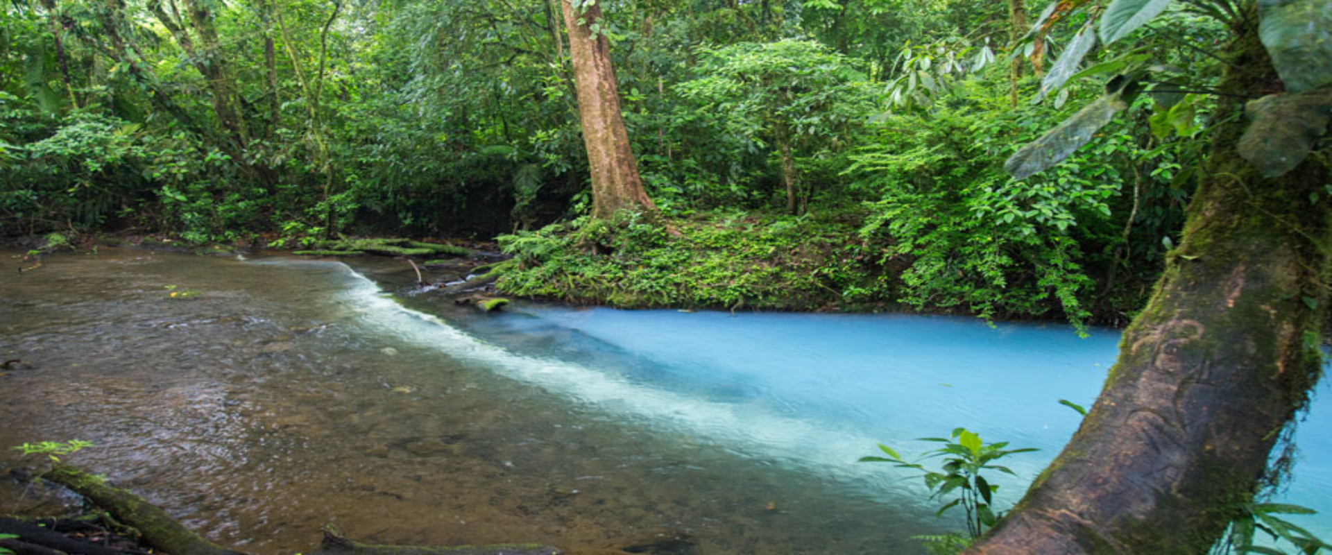 Río Celeste and Tenorio Volcano Guided Rainforest Hike  | Costa Rica Jade Tours