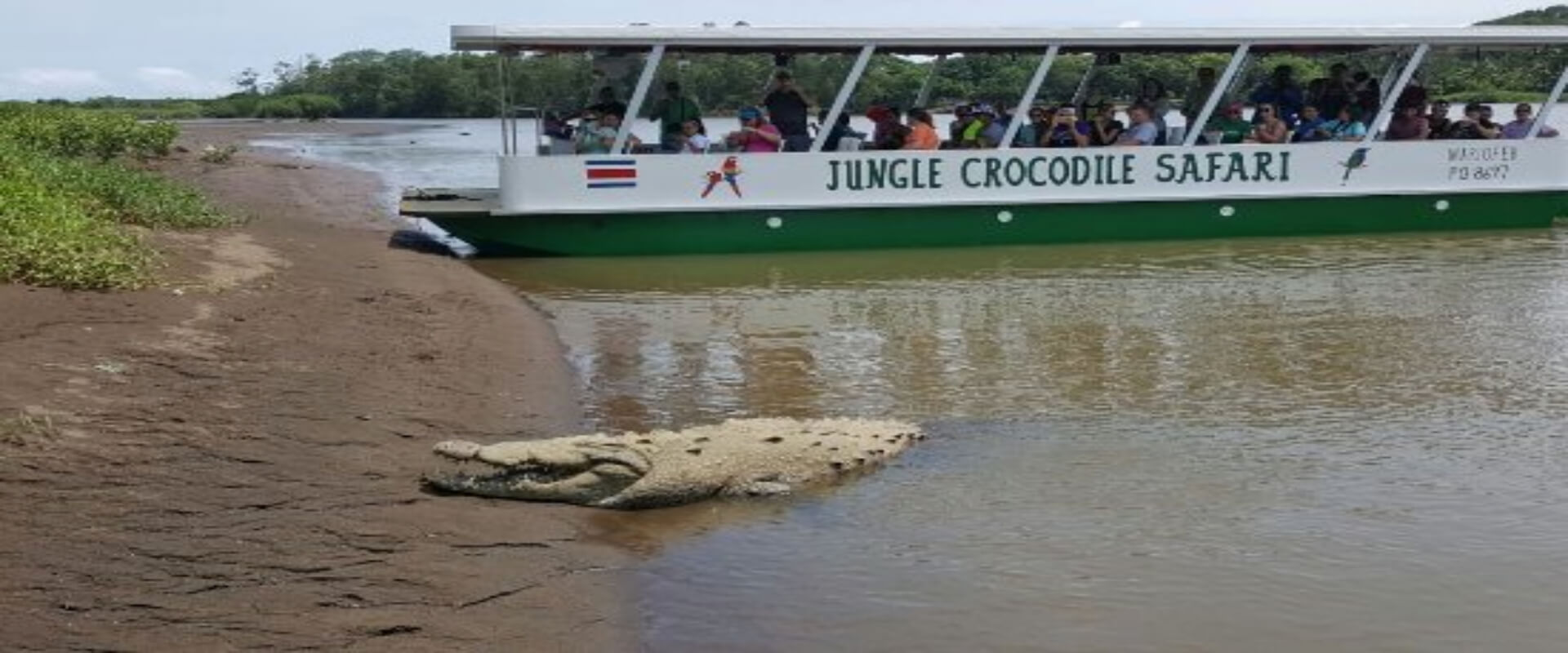 Safari de cocodrilos | Costa Rica Jade Tours