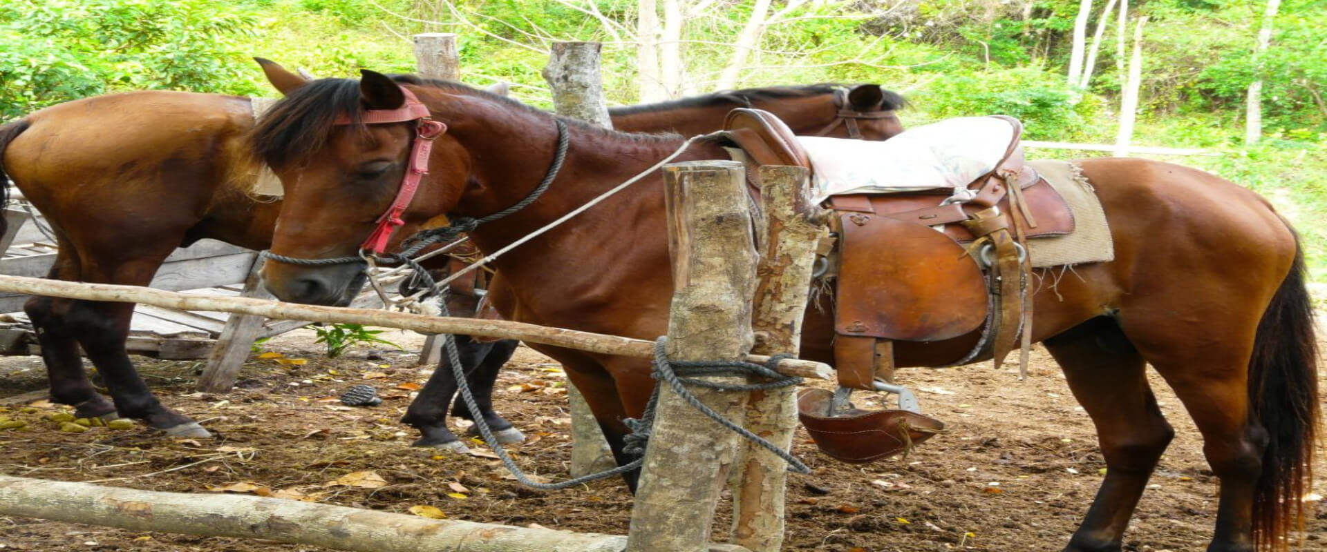 Cabalgata a la selva tropical | Costa Rica Jade Tours