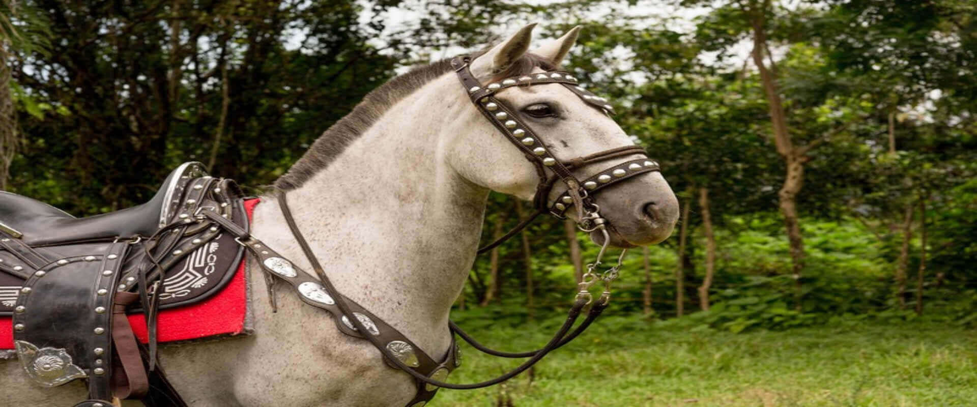 Cabalgata en bosque tropical | Costa Rica Jade Tours