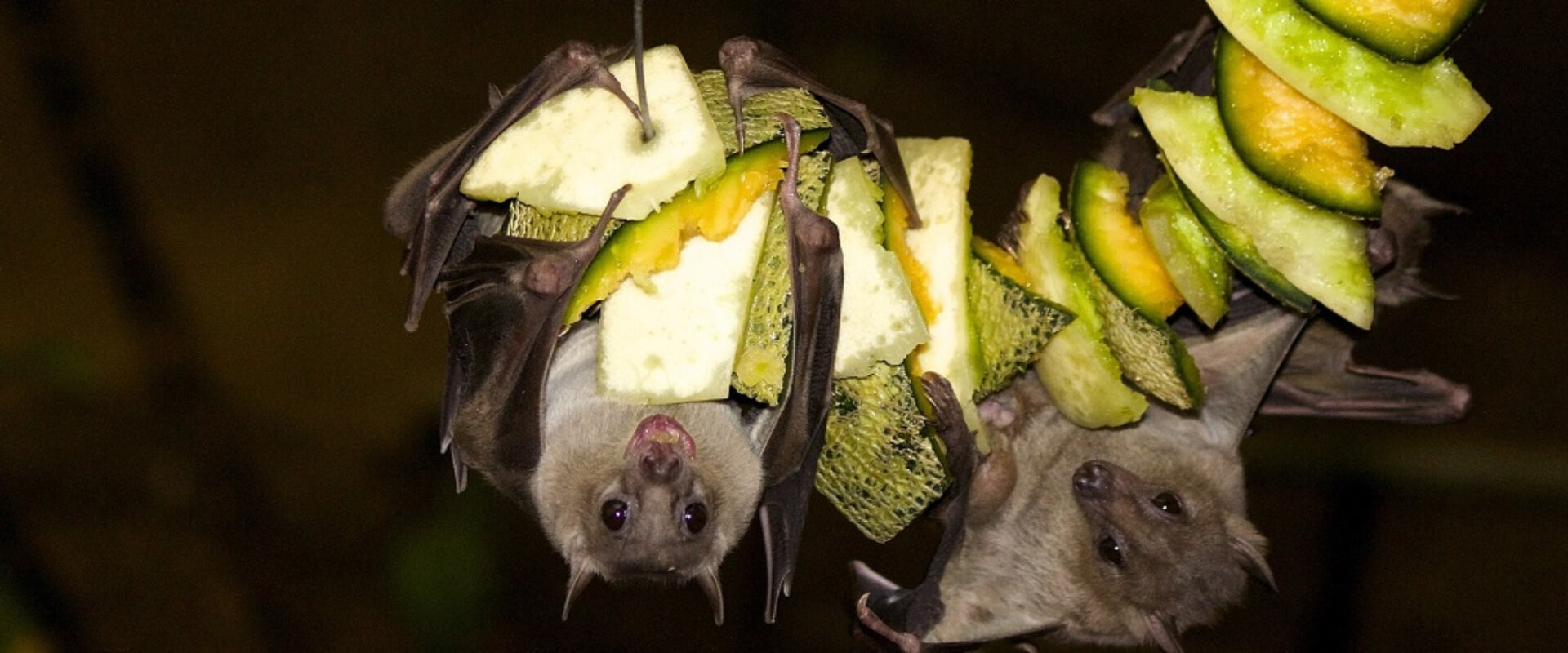 Monteverde Bat Jungle | Costa Rica Jade Tours
