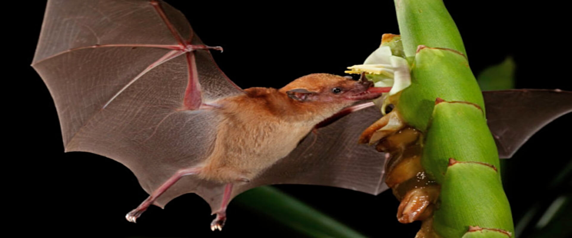 Bosque de murciélagos en Monteverde | Costa Rica Jade Tours