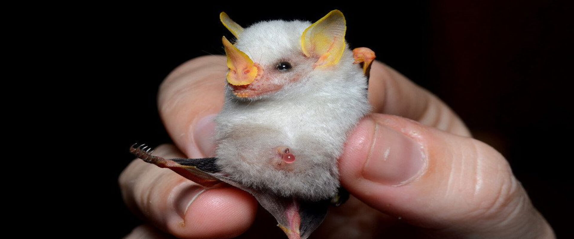 Monteverde Bat Jungle | Costa Rica Jade Tours