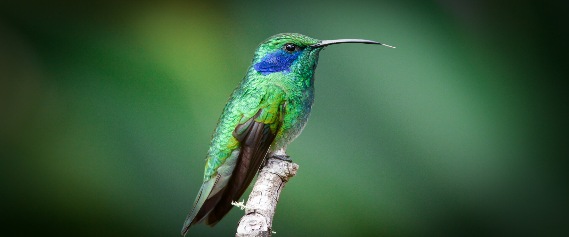 Observación de aves en la Reserva Biológica Bosque Nuboso Monteverde | Costa Rica Jade Tours