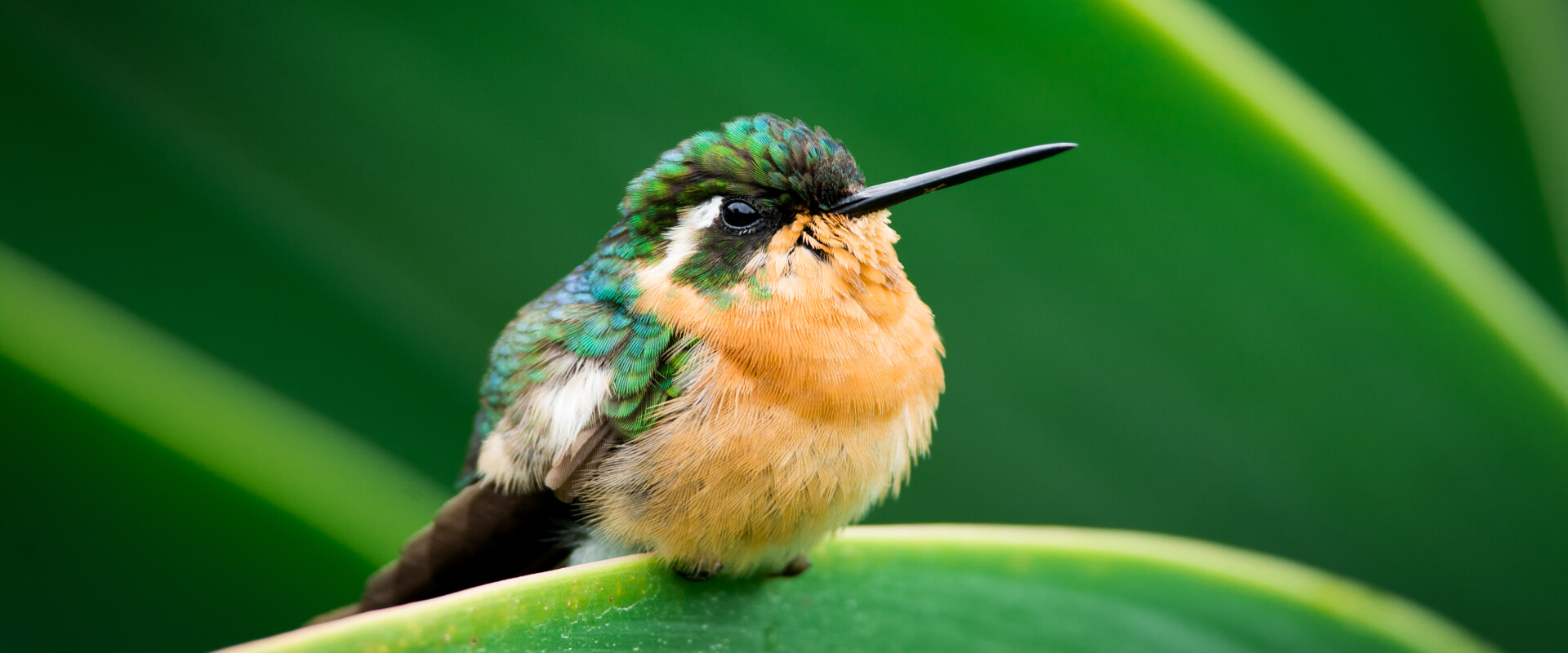 Observación de aves en la Reserva Biológica Bosque Nuboso Monteverde | Costa Rica Jade Tours