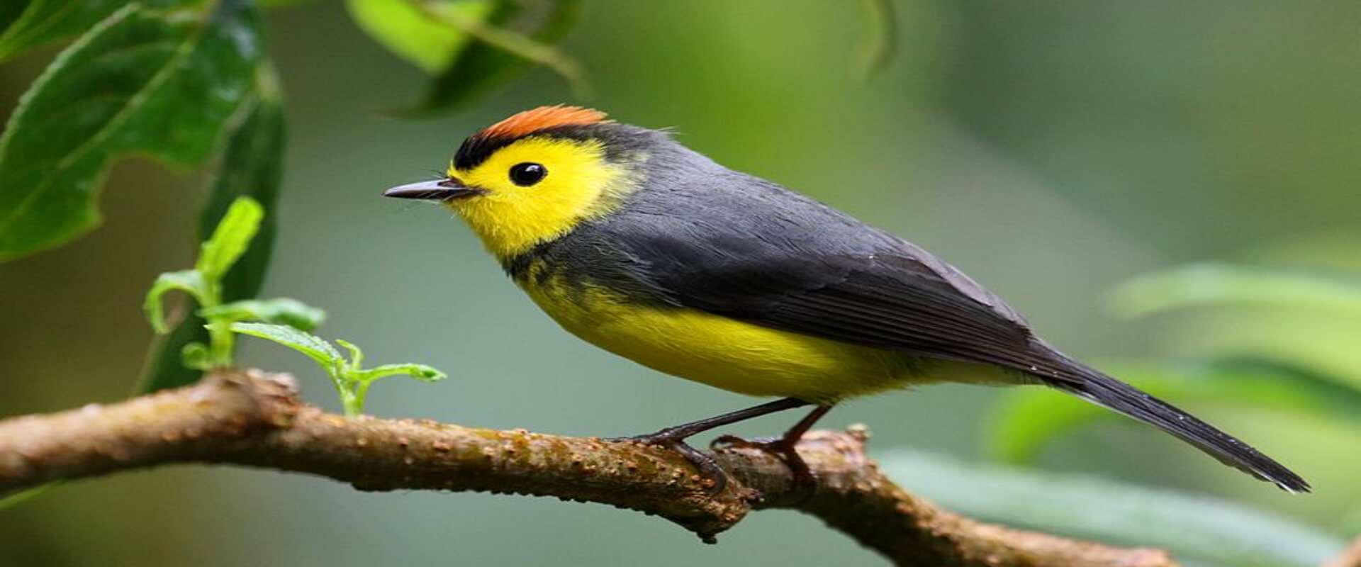 Observación de aves en la Reserva Biológica Bosque Nuboso Monteverde | Costa Rica Jade Tours